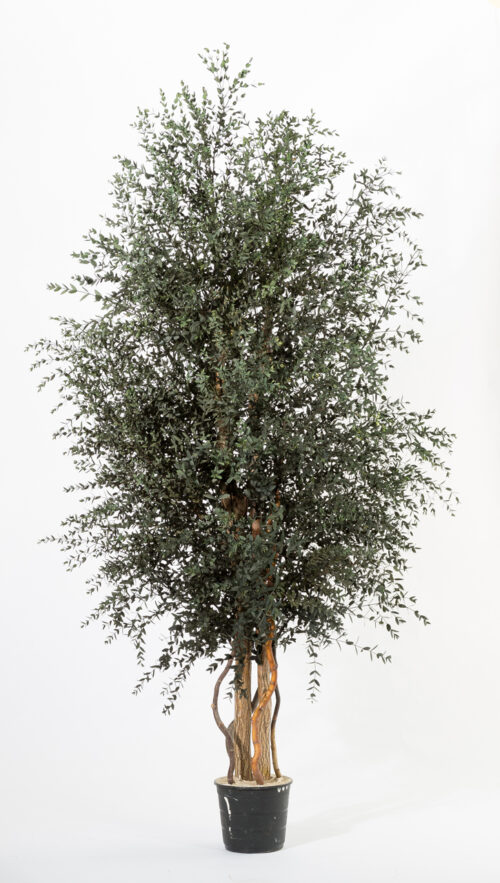 Breiter, kleinblättriger Klebsamen-Baum 180 cm