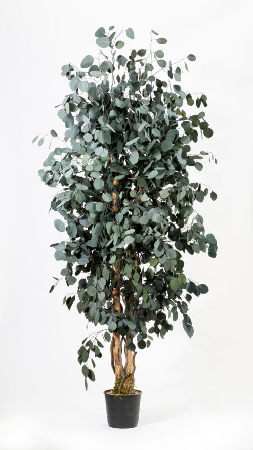 Breiter Eukalyptus Populus 180 cm