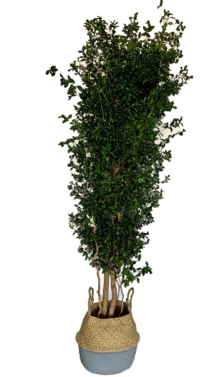 Schmalblättriger chinesischer Klebsamen-Baum