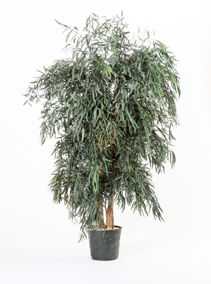 Breiter Eukalyptusbaum Nicoly grün