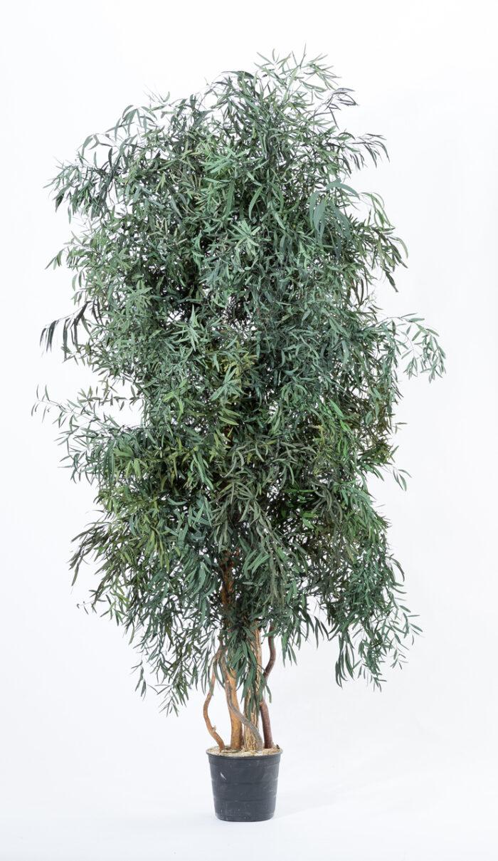 Breiter Eukalyptusbaum Nicoly grün groß