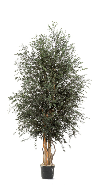 Breiter, kleinblättriger Klebsamen-Baum 130 cm